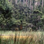 sphagnum swamp high bench west of Lobster Rivulet 810m elevation